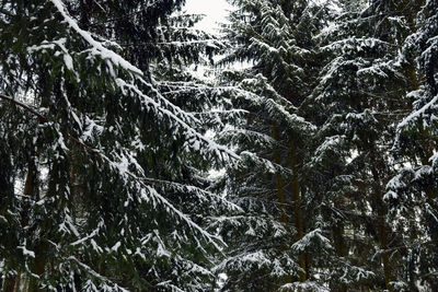 Low angle view of trees in forest during winter