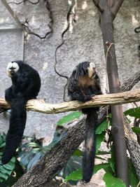 Monkey sitting on tree branch in zoo