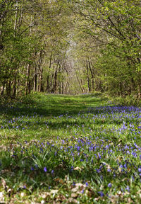 View of purple flowering plants in forest