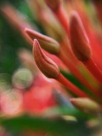 Close-up of flower blooming outdoors