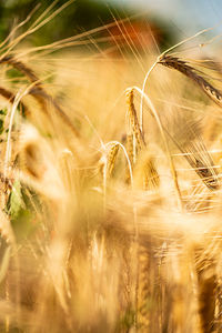 Close-up of stalks in field