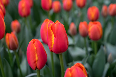 Close-up of red tulips on field