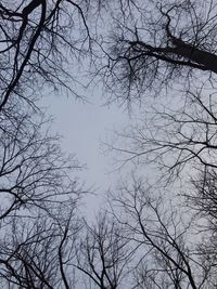 Low angle view of silhouette bare tree against sky