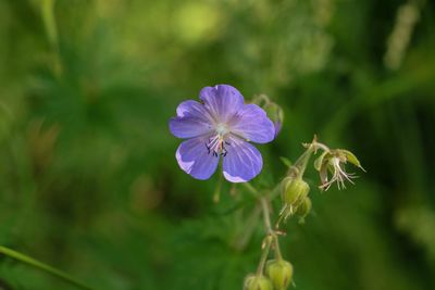 Close-up of purple flower blooming outdoors