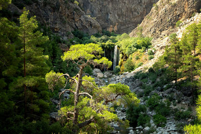 View of trees growing on rock