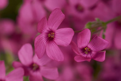 Close-up of pink flowers blooming outdoors