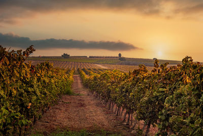 
vineyard at sunrise. 