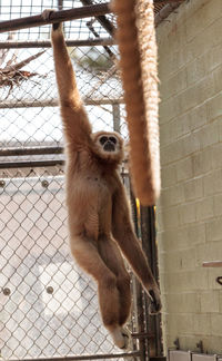 Monkey hanging in cage at zoo