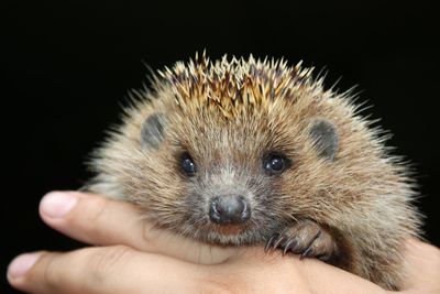 Close-up of hand holding hedgehog over black background