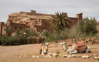 View of a horse against the wall