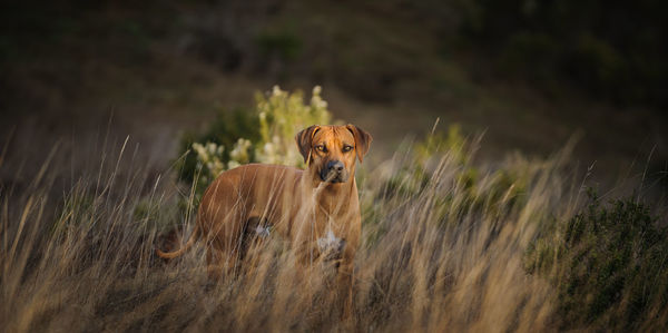 Portrait of dog standing on grassy field