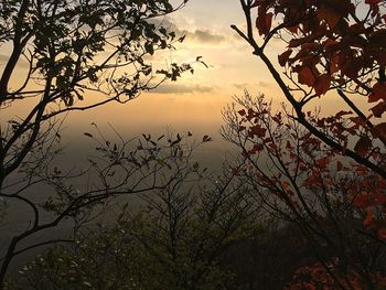 Close-up of silhouette tree against sky at sunset