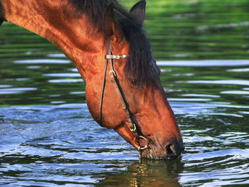 Close-up of horse drinking water in lake