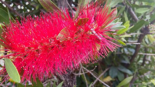 Close-up of red flower blooming outdoors