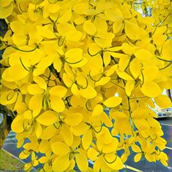 Full frame shot of yellow flowers