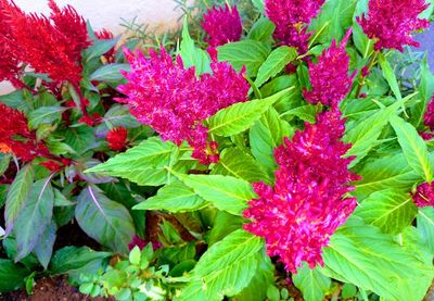 High angle view of pink flowering plant