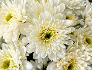 Close-up of white dahlia blooming outdoors