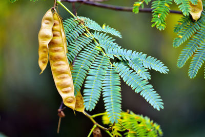 Close-up of fern leaves on tree