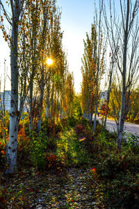 Sun shining through trees