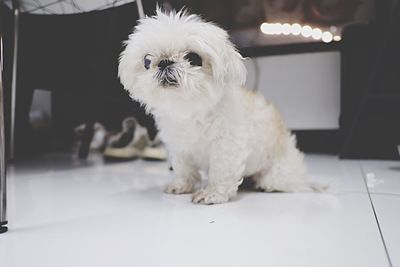 Portrait of white dog