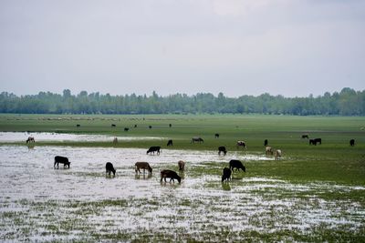 Flock of cows on field