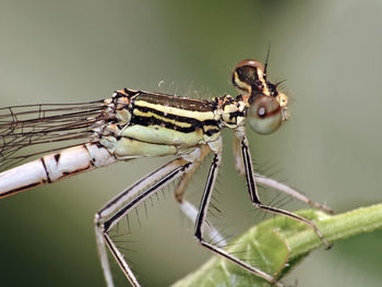 Close-up of damselfly on outdoors