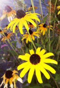 Close-up of yellow flower