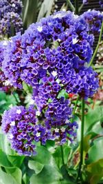 Close-up of purple flowers