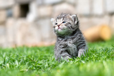 Cat sitting in a field