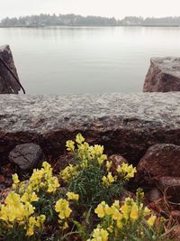 Scenic view of lake by rock