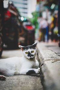 Portrait of cat on street in city