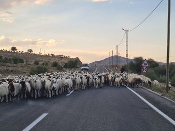 Flock of sheep on road