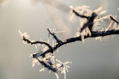 Close-up of frozen bare tree during winter