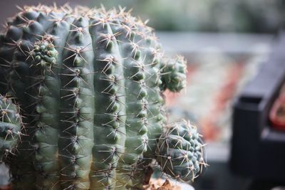 Close-up of succulent plant