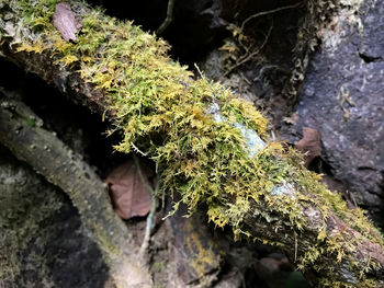 Close-up of moss growing on tree trunk