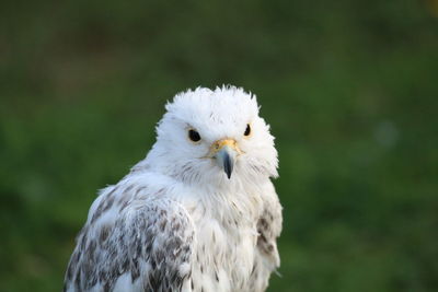 Close-up portrait of white owl