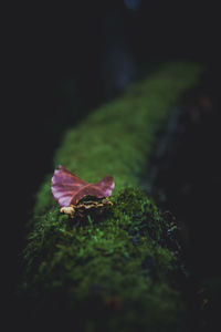 Close-up of flower on moss