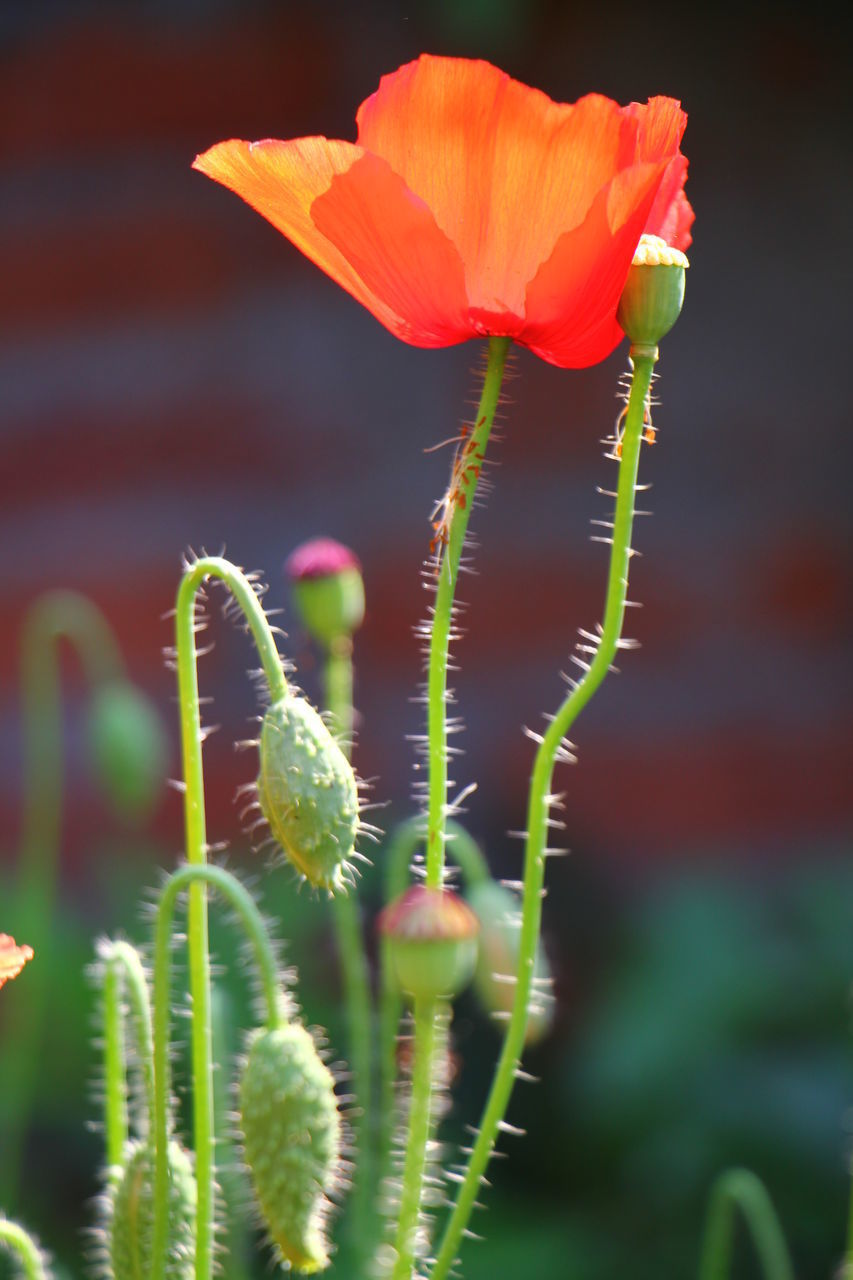 CLOSE-UP OF RED FLOWER BUD