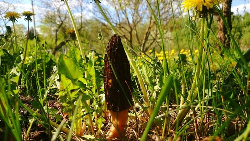 Plants growing on grassy field