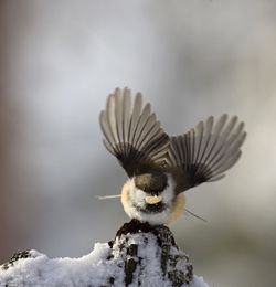 Close-up of a bird flying over snow