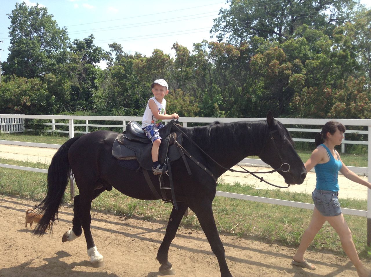 horse, animal themes, domestic animals, tree, mammal, working animal, lifestyles, full length, leisure activity, one animal, riding, two animals, young adult, togetherness, horseback riding, livestock, casual clothing, men