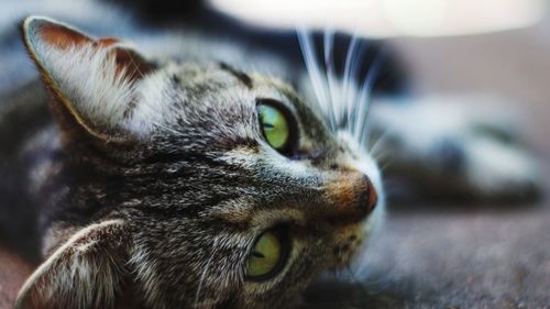 Close-up portrait of a cat looking away