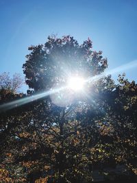 Low angle view of trees on sunny day