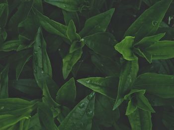 Full frame shot of fresh green leaves