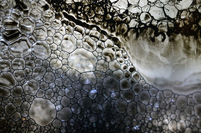 Close-up of jellyfish in water