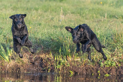 Two pedigree black labradors jumping into the water together