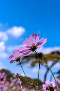 Close-up of white flowering plant against clear blue sky