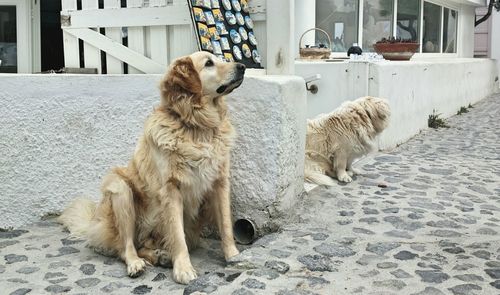 View of a dog looking away