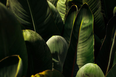 Close-up of dark tropical leaves