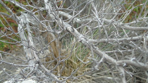 Close-up of frozen bare tree